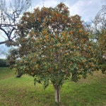 금목서 포트묘 만리향 : 세종원예농원