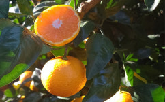 제주 새콤달콤 조생 감귤 3kg 5kg 10kg 소과 중대과 대과 로얄과 13브릭스 : 보비안