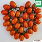 무농약대추방울토마토 친환경토마토 2kg 5kg : 군위 더드림팜