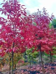 옥시덴드론 : 고창다산농원