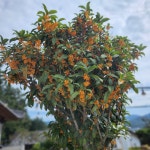 금목서 포트묘 만리향 : 세종원예농원