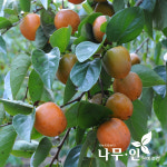 [나무인] 감나무묘목 2개 대봉품종 : 나무인 영농조합법인