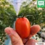 무농약대추방울토마토 친환경토마토 1.8kg 4.5kg : 군위 더드림팜