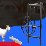 염소 양 머리 지지대 축사 프레임 미용 고삐 헤드 고정 헤드락 : 이랑이랑상점