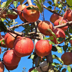 사과 선물세트 부사 시나노골드 황금사과 무주반딧불사과 로얄과/특상과 5kg 10kg 산지직송 : 무주 사과 참조은농장