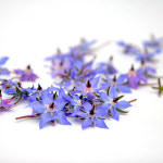 푸레아 식용꽃 국내산 보리지 30송이 1팩 : 푸레아