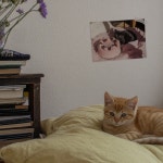 [몽쁘띠샤] 고양이 엽서 - 체리 케이크 gâteau aux cerises : 몽쁘띠샤