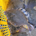 제철 도다리회 200g 생물 도다리 300-1kg 자연산 봄도다리 쑥국 생선구이 : 더꽃게