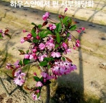 서부해당화 수서해당화 접목1년생묘목 : 향 수팜
