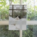 [몽쁘띠샤] 고양이 엽서 - 평화로운 아침 Une matinée paisible avec un chat : 몽쁘띠샤