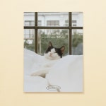 [몽쁘띠샤] 고양이 엽서 - 평화로운 아침 Une matinée paisible avec un chat : 몽쁘띠샤