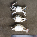 제철 몽당 숫꽃게 5kg 꽃게탕 양념게장용 냉동꽃게 : 더꽃게