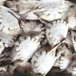 제철 몽당 숫꽃게 5kg 꽃게탕 양념게장용 냉동꽃게 : 더꽃게