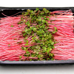 국내산 특품 빨간 메밀순 반박스 500g 한박스 1kg 메밀싹 가니쉬 샐러드야채 : 푸레아