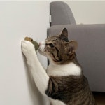 [행복캣] 고양이 스트레스 해소 캣잎 사탕 무타공 부착 캣닢 마따다비 개박하 개다래 캔디 : 성공만물상