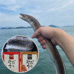 통영 자연산 최상급 바다장어 1kg 붕장어 아나고 장어구이 : 바래길농수산