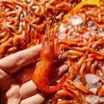 홍새우회 김장용 생 아마에비 단 붉은 새우회 새우 : 다온food