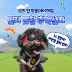 단양패러글라이딩 애견동반체험 예약권 카페산 패러이야기 : 패러이야기