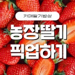 [픽업예약상품] 딸기밥상 새벽 당일수확 농장 설향딸기 1kg 500g : 딸기밥상