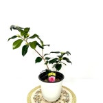 로즈 동백묘목 나무 노지월동 베란다화분 소담꽃농원 : 소담꽃농원