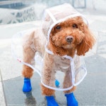 아마좐 강아지 우의 반려동물 용품 중대형견 애견 산책 우비 애견비옷 강아지우비 멍멍이우비 애견옷 중대 : Amajohn