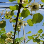 국산 고당도 스위트 골드키위 산지 직송 참다래 생 토종다래 골든 고흥 키위농장 3kg : 알랑몰랑상회