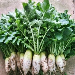 농장직송 싱싱한 동치미용무, 김장무, 다발무 : 혜은농원