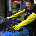 캐나다 활 점보 랍스타 1.5-2.8kg 바닷가재 랍스터 : 더꽃게