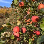 평창사과 고랭지 새콤달콤 미야비 부사 사과 5KG : 버들골농장