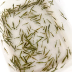 대왕 생이새우 100마리+30마리+전용먹이 30g 청소새우 애완새우 키우기 : BIZIDDUK