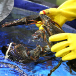 캐나다 활 점보 랍스타 1.5-2.8kg 바닷가재 랍스터 : 더꽃게