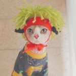 애묘 고양이 모자 반려동물 귀여운 악세사리 소품 : 벤디타마켓