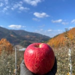 평창사과 고랭지 새콤달콤 미야비 부사 사과 5KG : 버들골농장