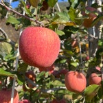 평창사과 고랭지 새콤달콤 미야비 부사 사과 5KG : 버들골농장