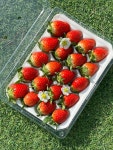1Kg 고당도 산지직송 당일배송 설향 딸기 난좌포장 겨울 하우스 생딸기 : 미주딸기농장 제철과일