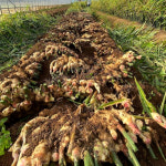 알싸한 달큰함 건강한 국내산 제철 햇 생강 특품 : 익산원예농협 농협이마켓