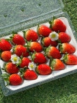 1Kg 고당도 산지직송 당일배송 설향 딸기 난좌포장 겨울 하우스 생딸기 : 미주딸기농장 제철과일