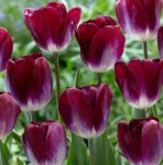 튤립 구근 - 카나스 프라우드 : 화성나무도매시장