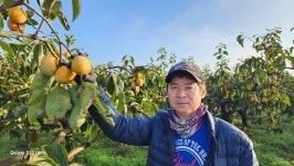 차량단감 아삭함과 달달함의 예술 특10kg 5KG 단감의고장 장성 청정지역 대명농원 : 대명농산물프레쉬팜산지마켓