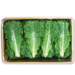 잎로메인  상추(1.8kg - 2kg) 박스 : 싱싱채소 그린팜
