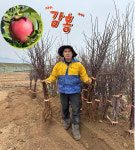 사과 묘목 이중대 감홍 사과묘목 M26 대목 3년생 : 나무아지야농원