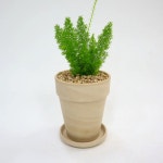 아스파라거스 메이리 음지 거실 사무실 그늘 여우꼬리 키우기 쉬운 실내공기정화식물 : 청년모종