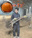 대봉 감나무 묘목 단감 나무 홍시 대봉감 1년생 나무아지야 농원 : 나무아지야농원