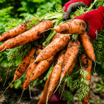 감탄이 쏟아지는 햇 제주 구좌 당근 흙당근 쥬스용 : 모두밥상