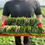 산지직송 당일발송 청년 밀양 깻잎 찹찹이 500g : 밀양청년농부