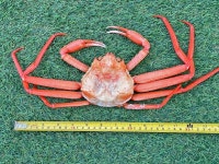 폭풍조업 제철 박달홍게 3kg +1kg 포항 구룡포 영덕 자숙 연지홍게 붉은 대게 : 다대포고등어