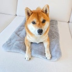 강아지 고양이 이불 담요 극세사 마약 대형 겨울 쿠션 켄넬 방석 옐로우토끼 S : 킁킁펫