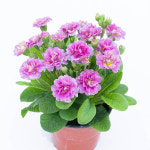 앵초 핑크 파운틴 12cm포트묘 프리뮬라 폴리안나 야생화 노지월동 : 다원나무팜