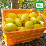 [햇님농장] 안동 배영태님의 향기가득 햇 모과 5kg : 햇살가득 햇님장터