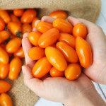 [햇님농장] 국내산 노랑 주황 대추방울토마토 1.5kg/3kg내외 : 햇살가득 햇님장터